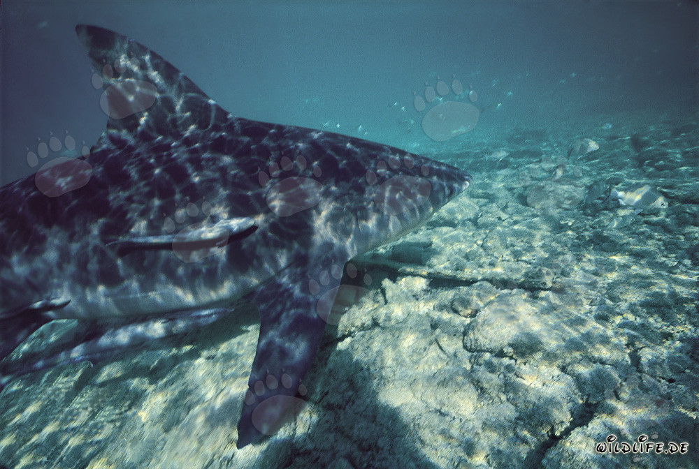 Impresionante tiburón toro frente a la playa de tiburones en Walker's Cay