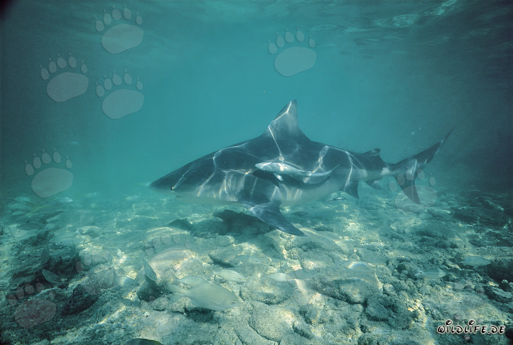 Majestic Bull Shark gracefully gliding through the turquoise waters of the Bahamas
