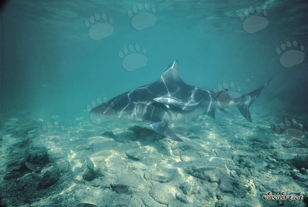 Requin taureau majestueux glissant élégamment dans les eaux turquoises des Bahamas