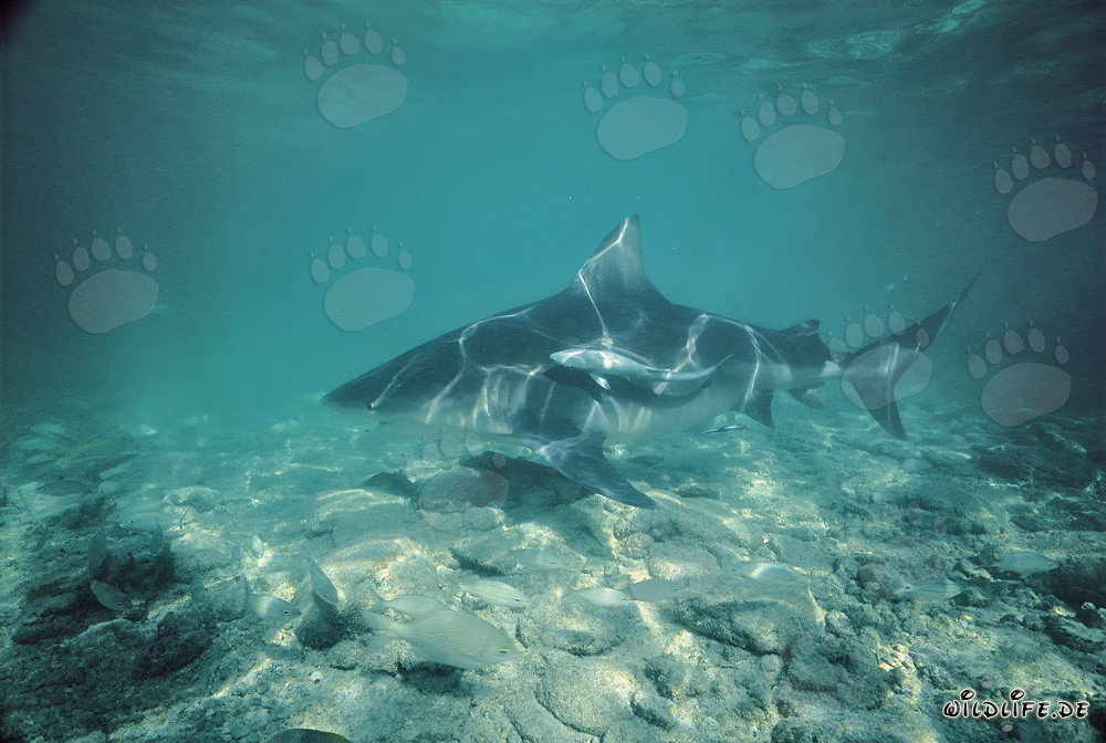 Majestoso squalo toro che si muove elegantemente nelle acque turchesi delle Bahamas