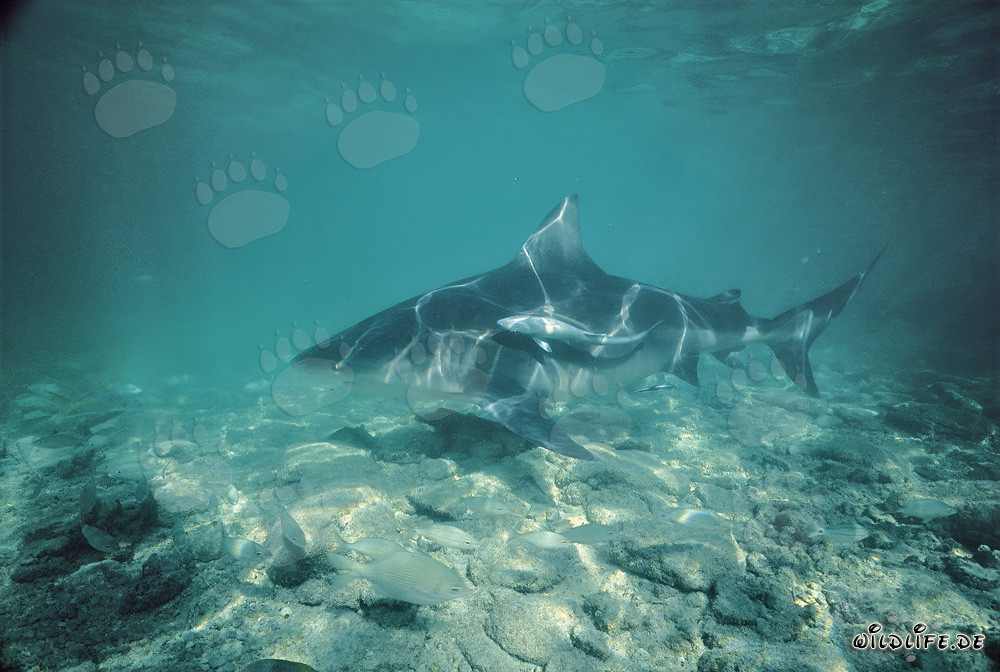 Tiburón toro majestuoso deslizándose elegantemente en las aguas turquesas de las Bahamas