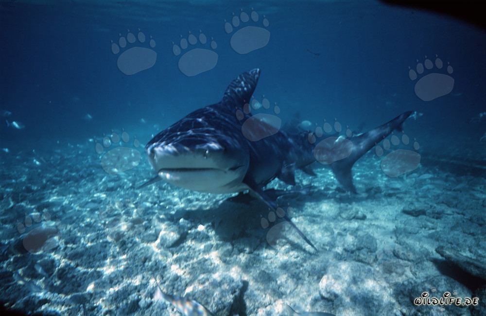 Fascinating Encounter with the Majestic Bull Shark