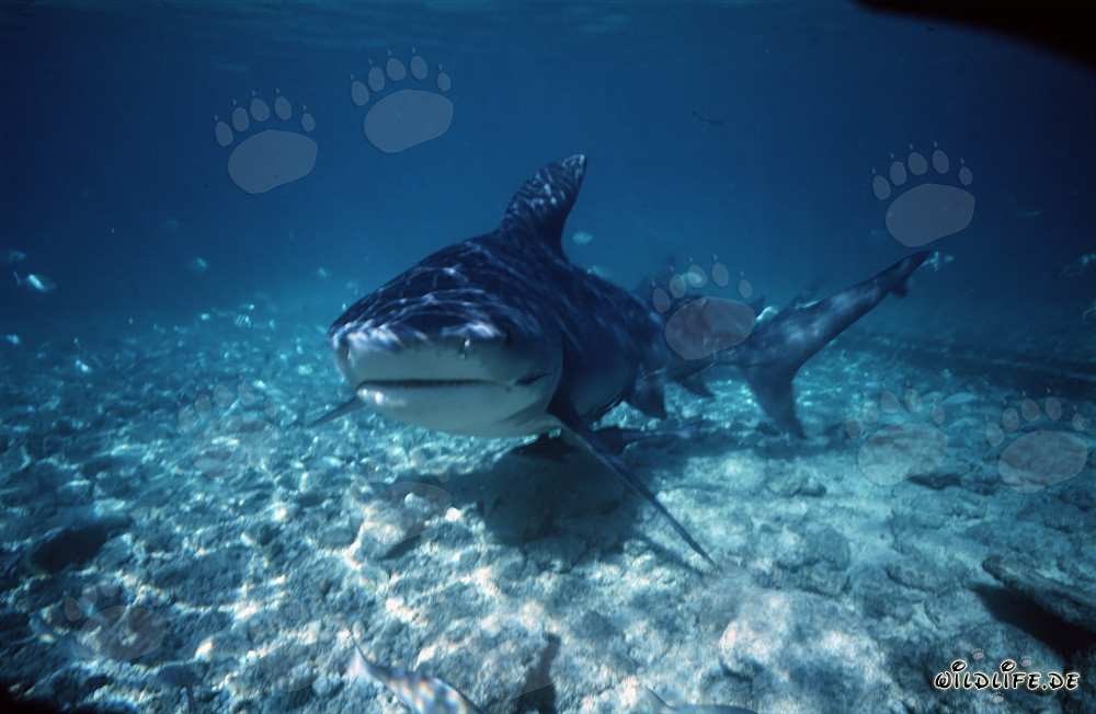Rencontre fascinante avec le majestueux requin taureau