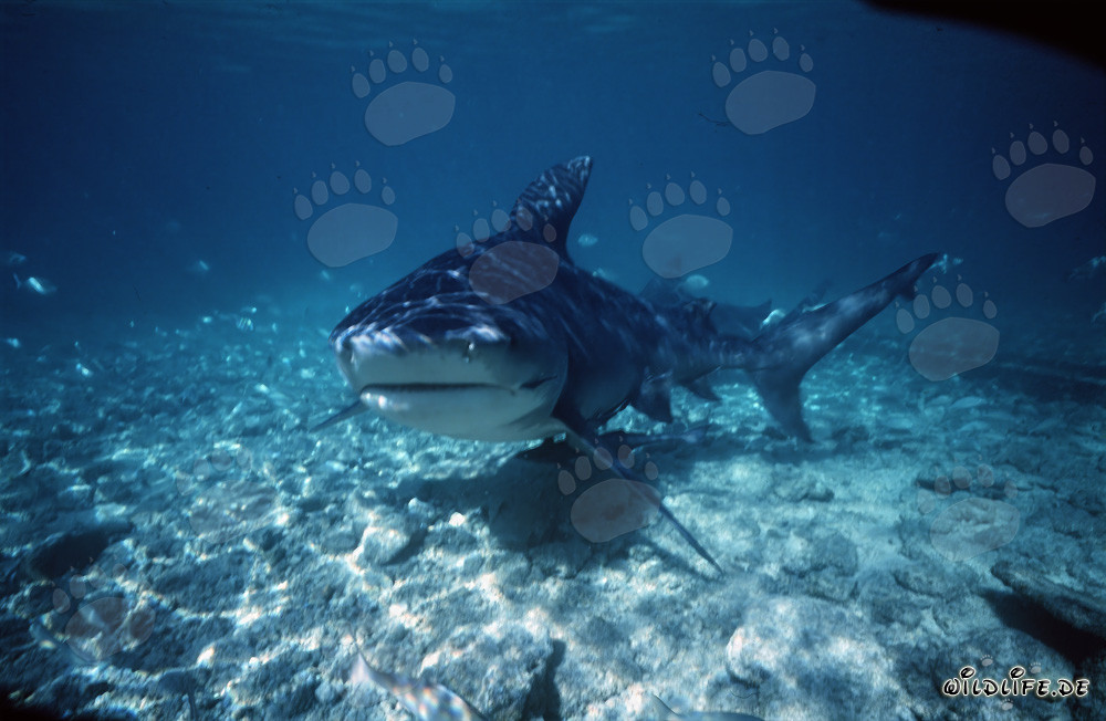 Encuentro fascinante con el majestuoso tiburón toro
