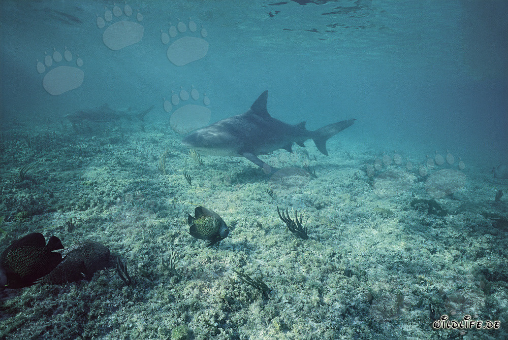 Bullenhai und Zitronenhai beim Tauchen im flachen Wasser