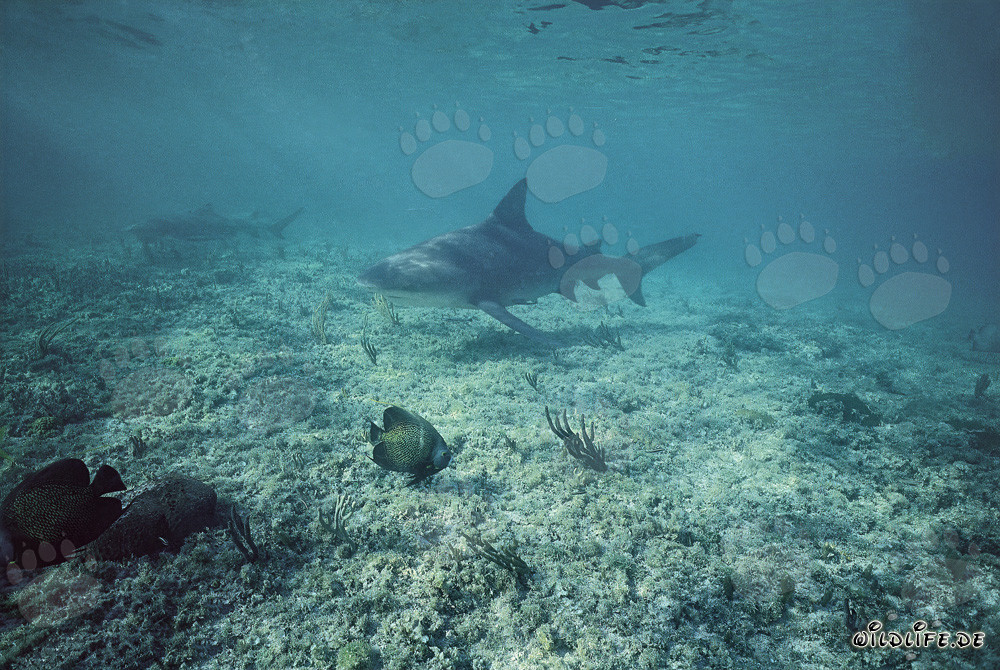Requin bouledogue et requin citron lors de la plongée en eaux peu profondes