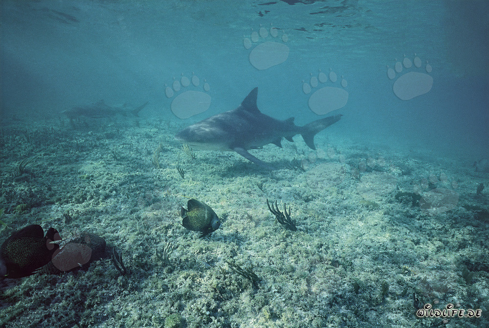 Tiburón toro y tiburón limón buceando en aguas poco profundas