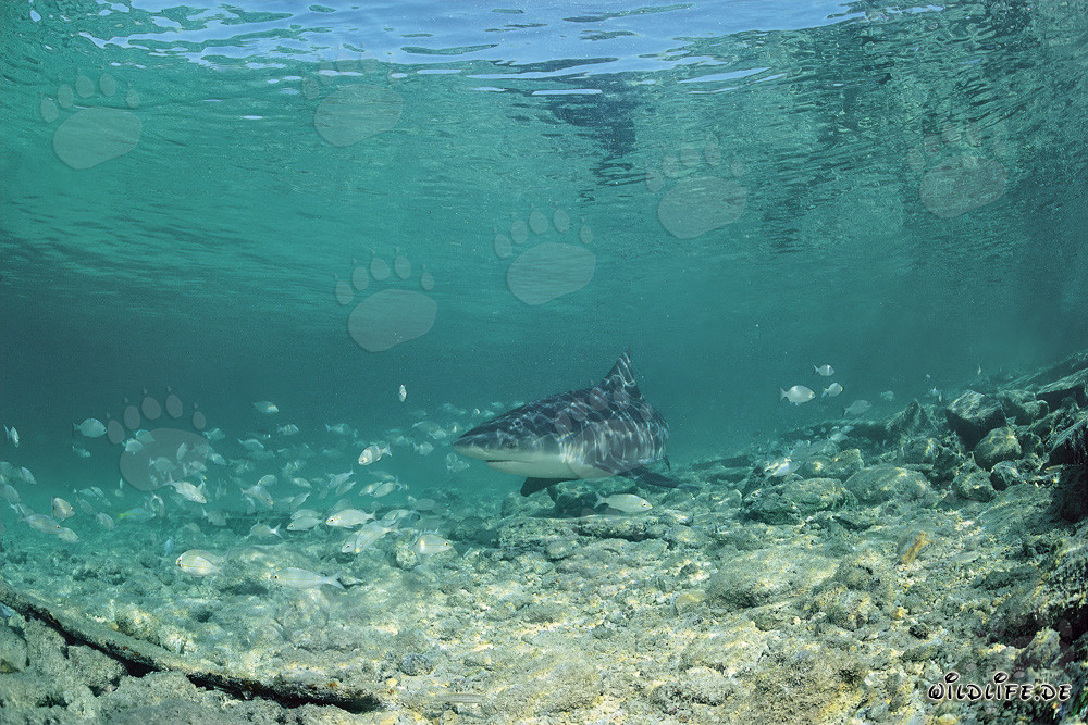 Bullenhai beim Jagen im seichten Wasser vor Shark Beach auf Walker's Cay