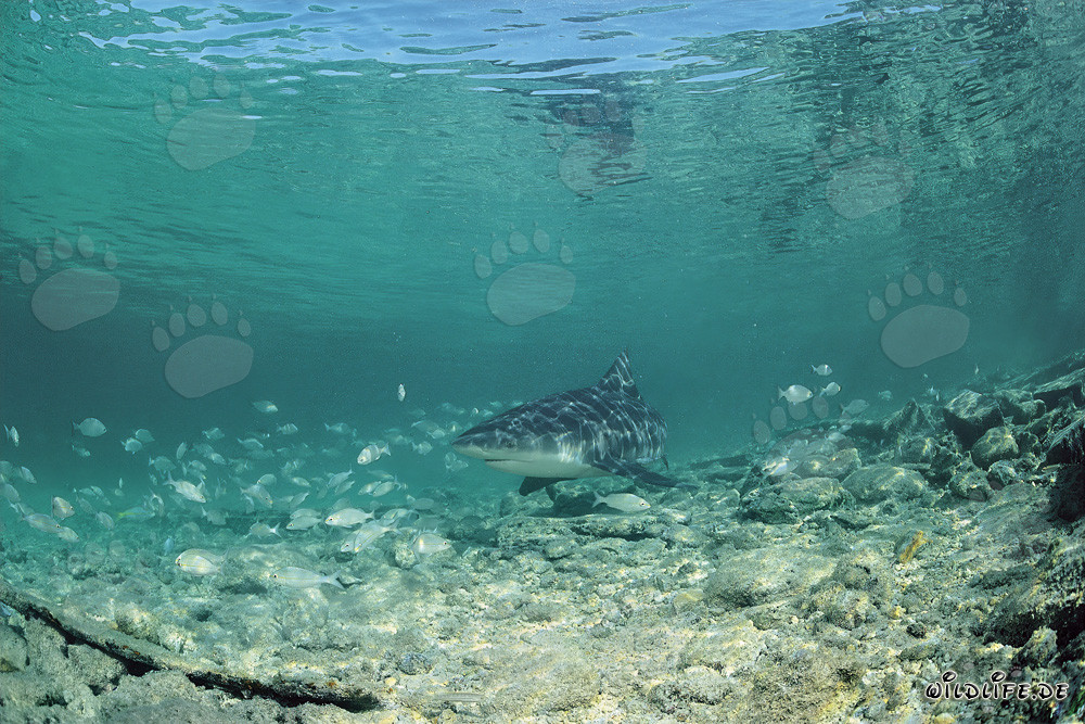 Requin taureau chassant dans les eaux peu profondes devant Shark Beach à Walker's Cay