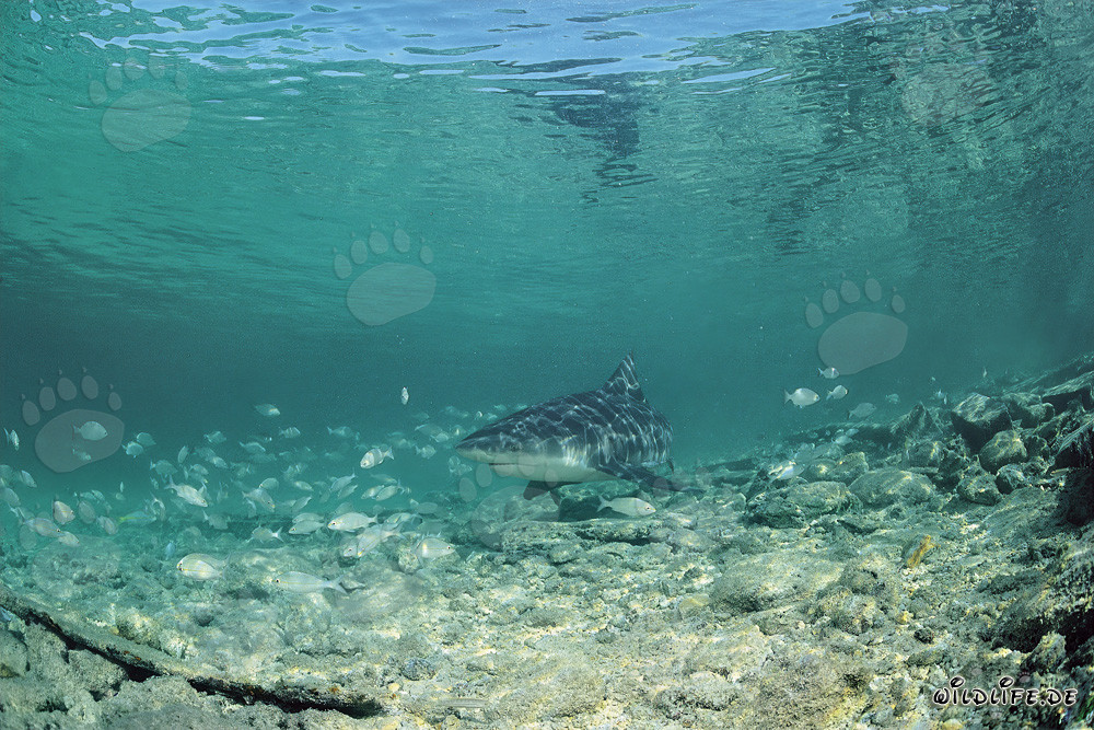 Squalo toro in caccia nelle acque basse di fronte a Shark Beach a Walker's Cay