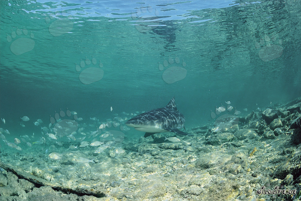 Tiburón toro cazando en aguas someras frente a Shark Beach en Walker's Cay