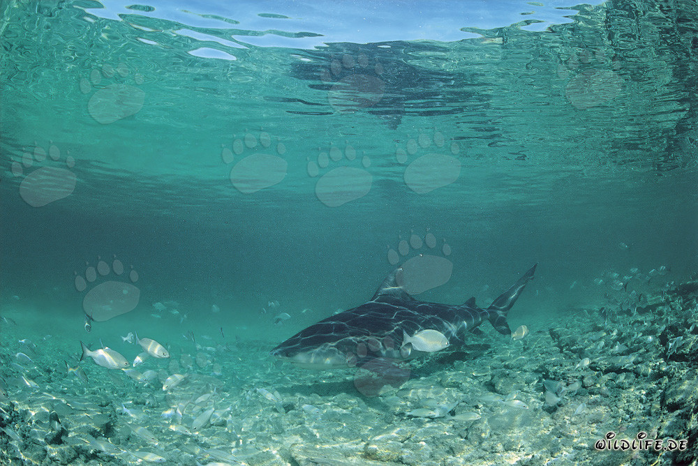 Requin bouledogue - Majesté des mers devant Walker's Cay