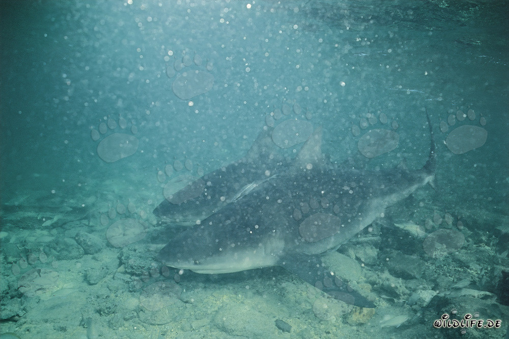 Zwei Bullenhaie bei schlechter Unterwassersicht