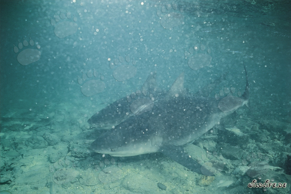 Deux requins taureaux par mauvaise visibilité sous-marine