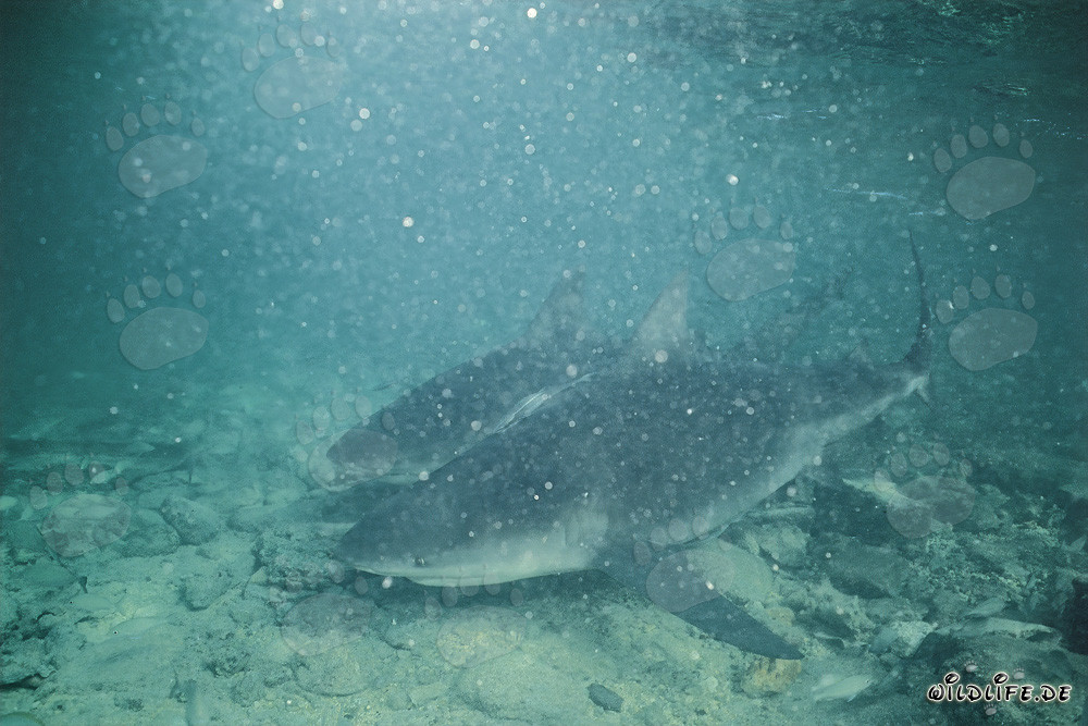 Dos tiburones toro con mala visibilidad bajo el agua