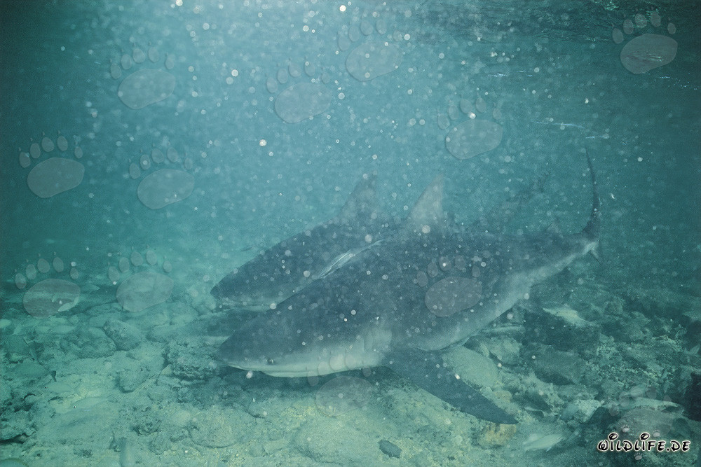 Due squali toro con scarsa visibilità sottomarina