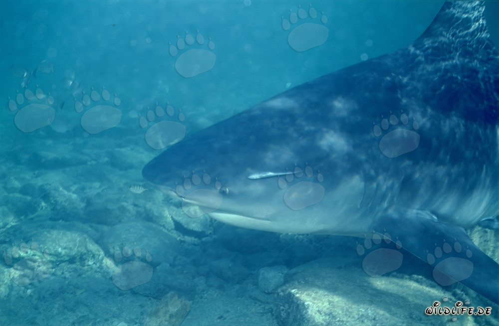 Portrait of a Bull Shark off the Shark Beach of Walker's Cay, Bahamas