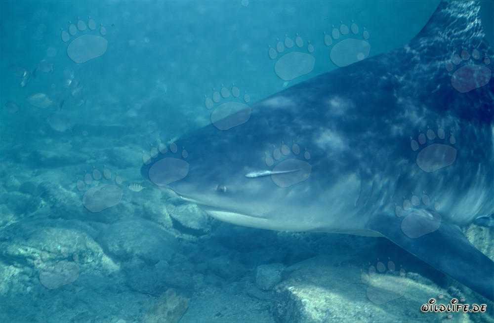 Bullenhaiporträt vor der Shark Beach von Walker's Cay, Bahamas