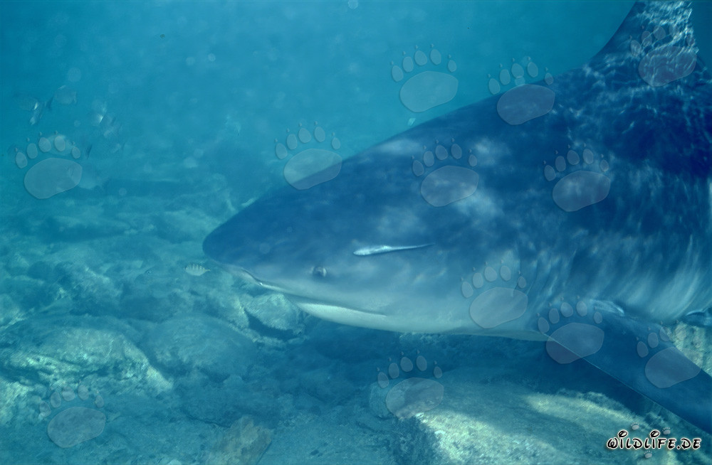 Retrato de tiburón toro frente a la playa de tiburones de Walker's Cay, Bahamas