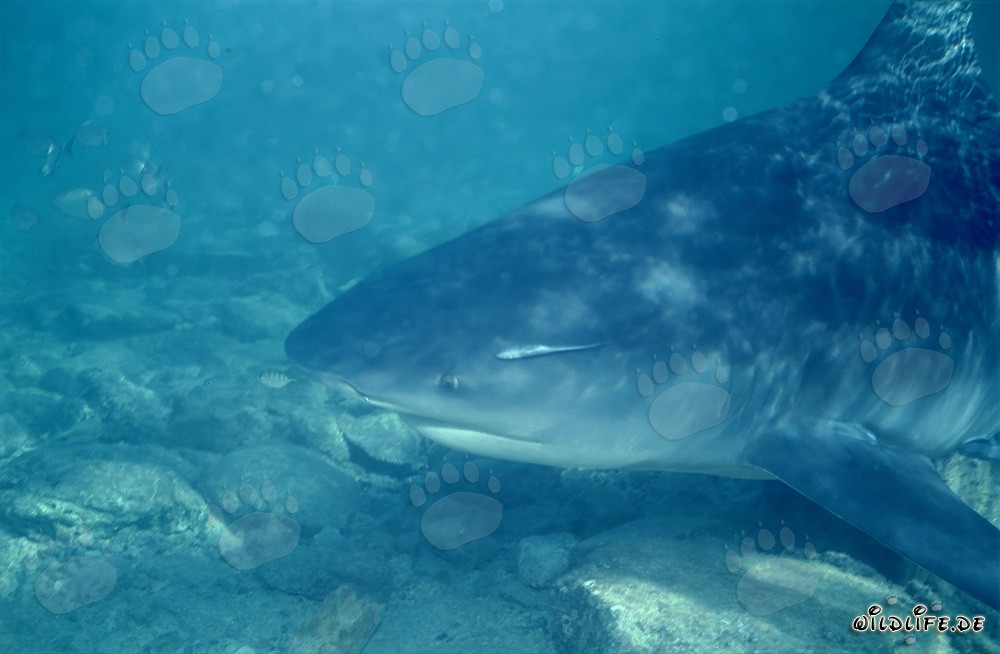Ritratto di squalo toro davanti alla Shark Beach di Walker's Cay, Bahamas