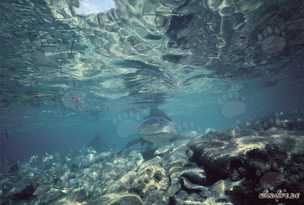 Bullenhai bei der shark beach von Walker´s Cay