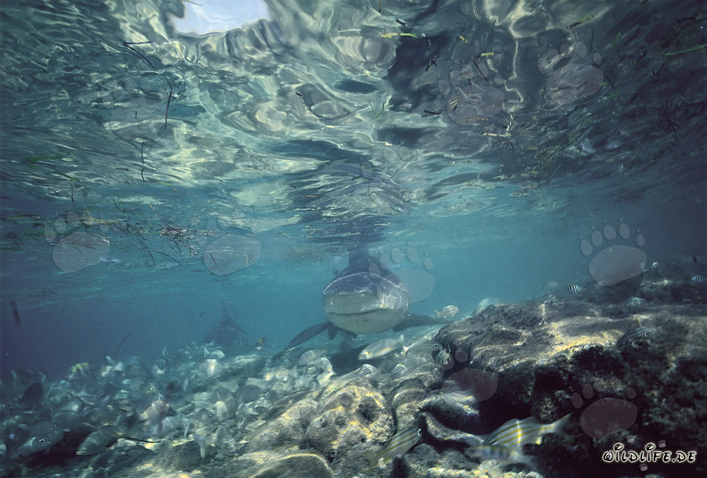 Bull Shark at the shark beach of Walker´s Cay