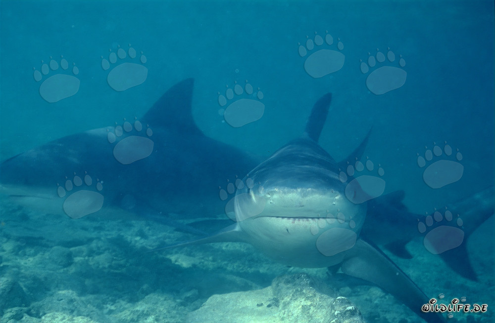 Curiously the Bull Shark gets closer