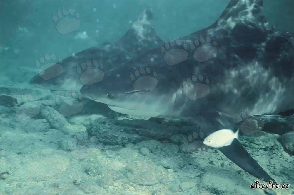 Bull Sharks and little fish in action
