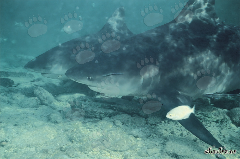 Requins taureaux et petits poissons en action