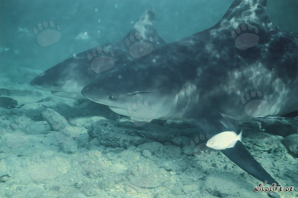 Tiburones toro y pequeño pez en acción