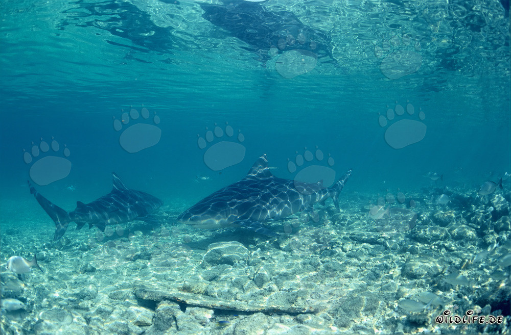 Bull Sharks (Carcharhinus leucas) in shallow water