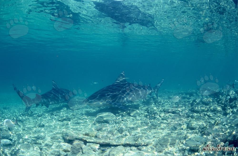Bullenhaie vor der Shark Beach von Walker´s Cay