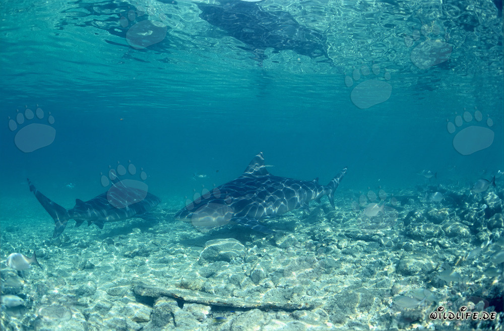 Requins taureaux devant la Shark Beach de Walker's Cay