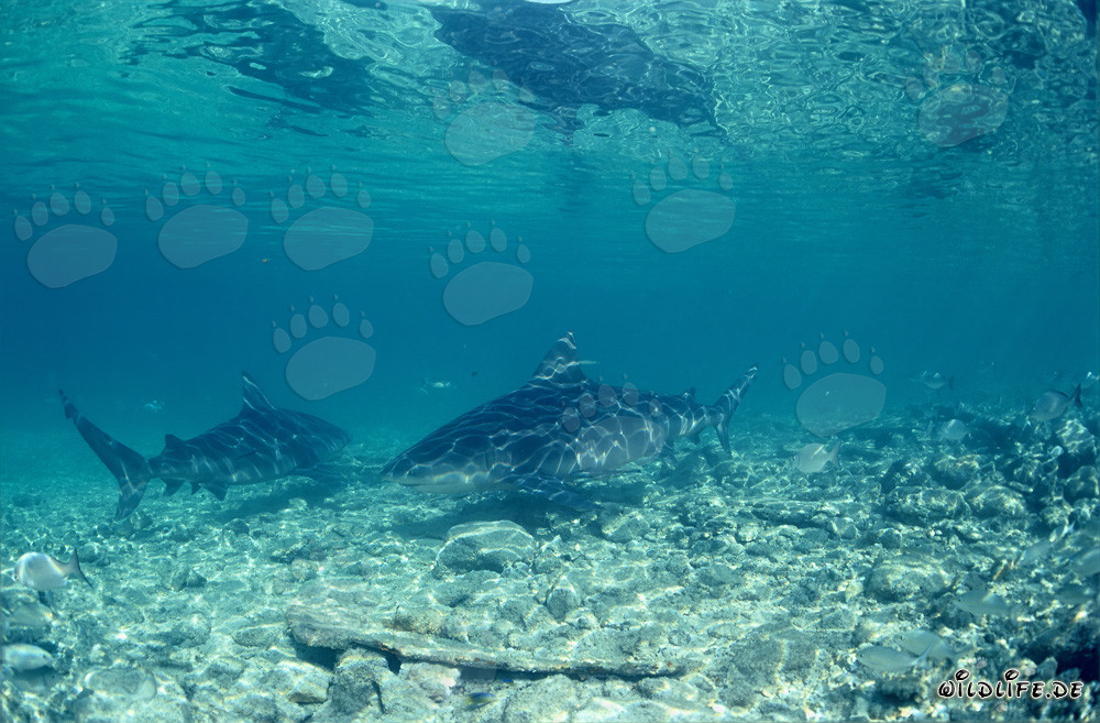 Squali toro di fronte alla Shark Beach di Walker's Cay