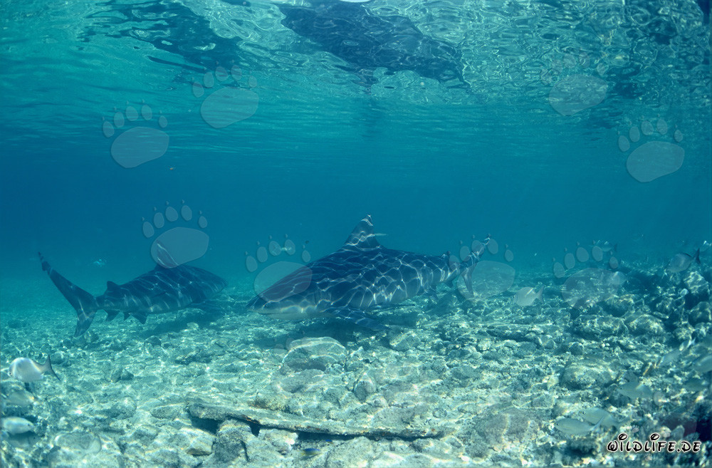 Tiburones toro frente a la Shark Beach de Walker's Cay