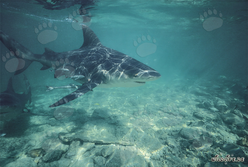 Bull Shark cutting through the shallow water