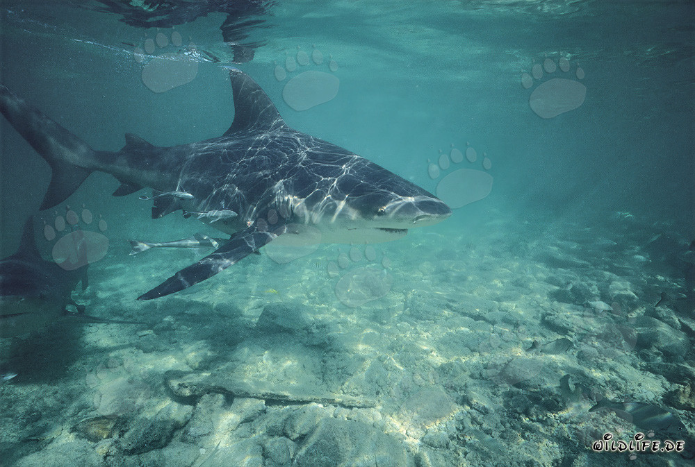 Bullenhai durchschneidet das seichte Wasser