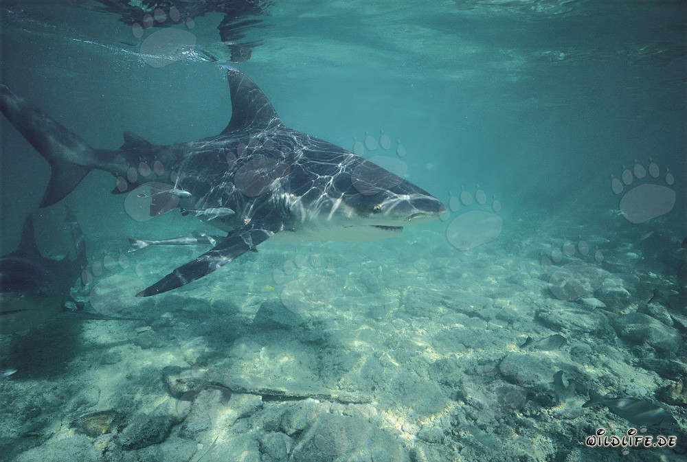 Requin taureau traversant les eaux peu profondes