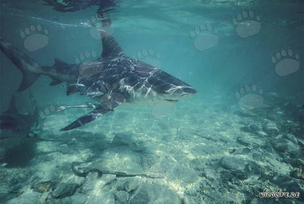 Squalo toro che attraversa le acque basse
