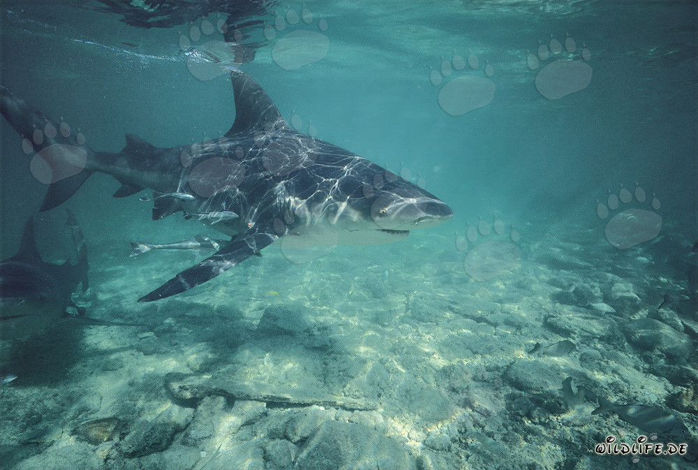 Tiburón toro cortando las aguas someras