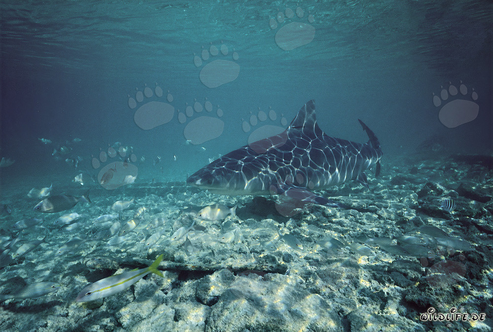 Bull Shark near the beach of Walker's Cay