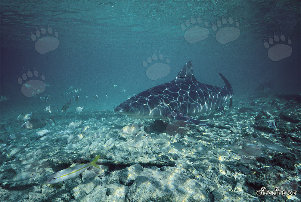 Bullenhai in Strandnähe von Walker's Cay