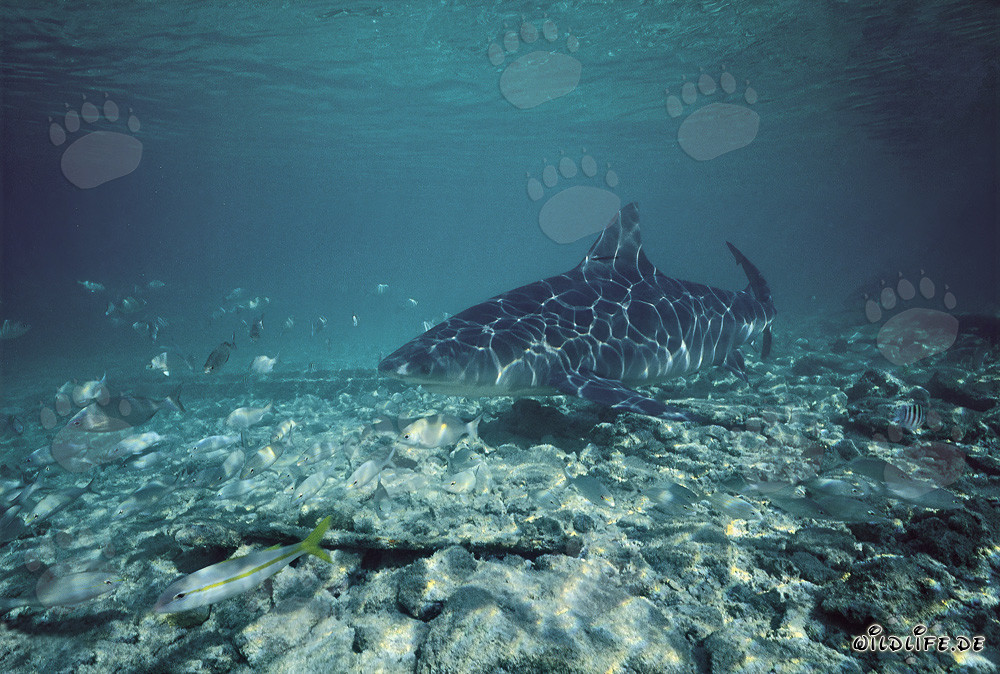 Requin taureau près de la plage de Walker's Cay