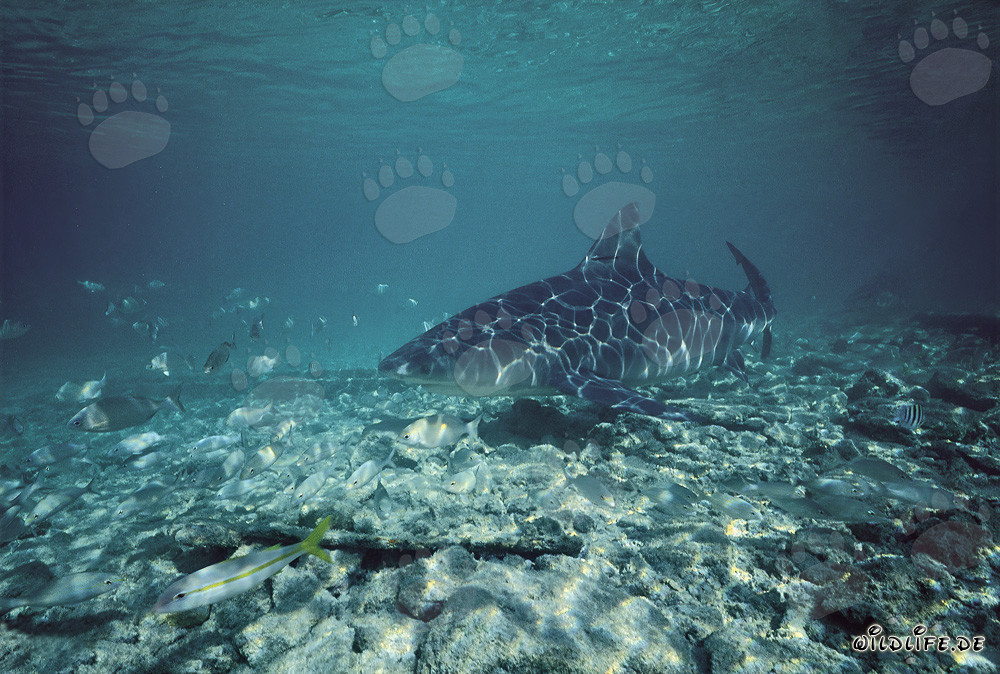 Squalo toro vicino alla spiaggia di Walker's Cay
