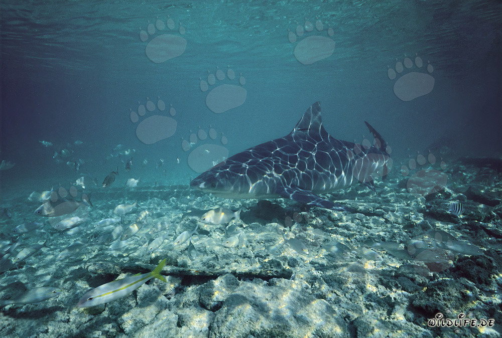 Tiburón toro cerca de la playa de Walker's Cay