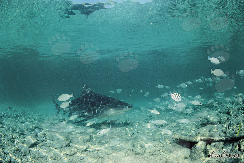 Bull Shark in a fish shoal off the Shark Beach