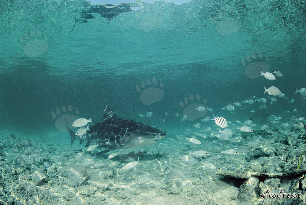 Bullenhai im Fischschwarm vor der shark beach