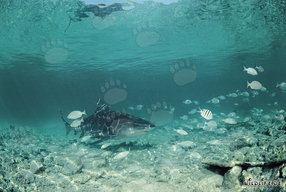 Requin bouledogue dans un banc de poissons devant la plage aux requins