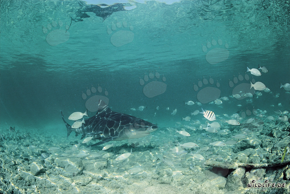 Squalo toro in un banco di pesci davanti alla spiaggia degli squali