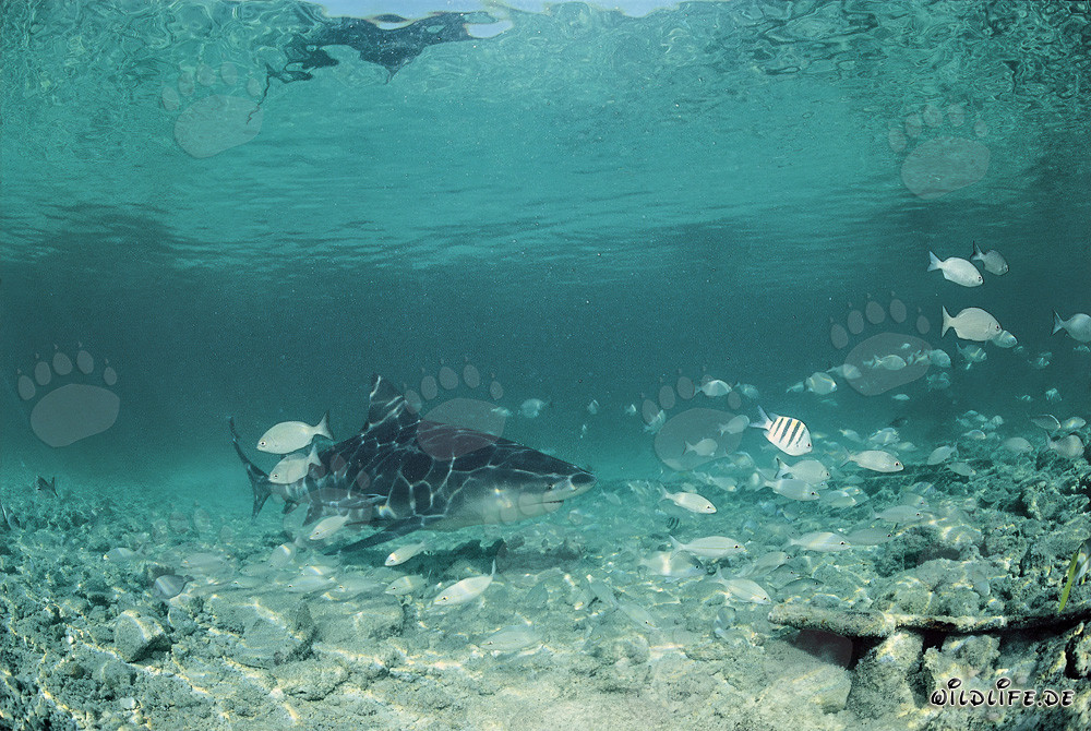 Tiburón toro en un banco de peces frente a la playa de tiburones